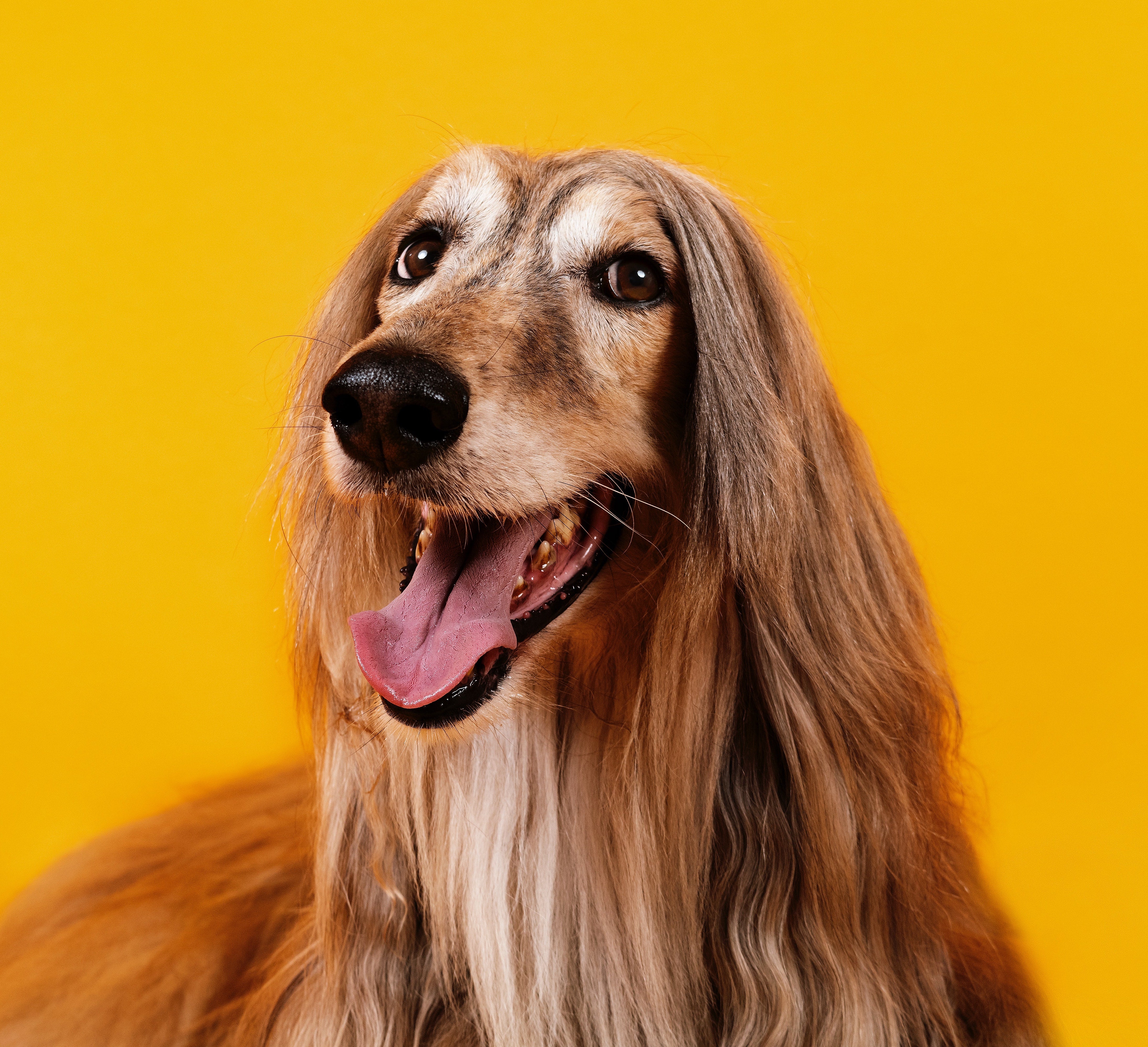 Full Groom (Full Body cut & Breed specific styles)