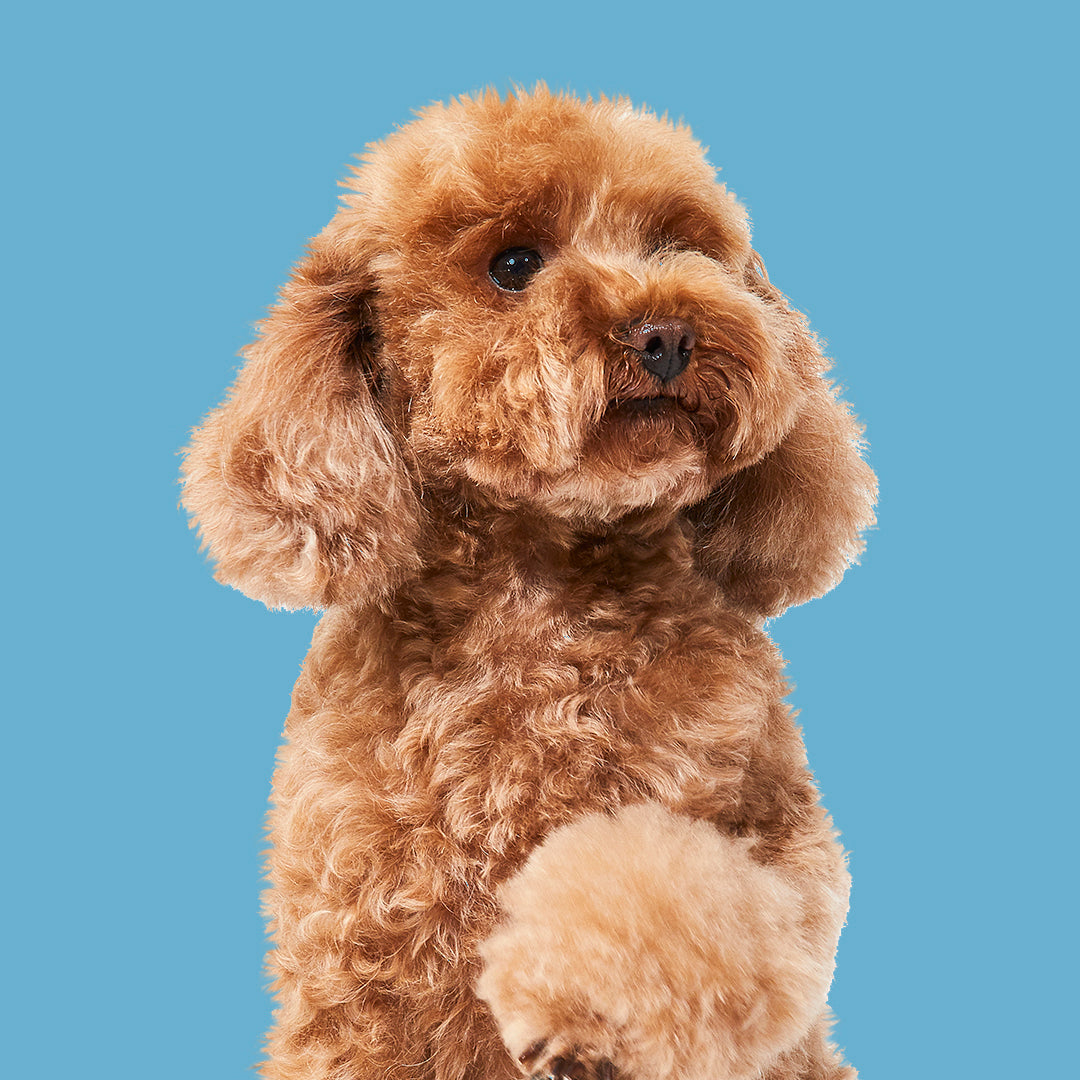 Puppy First Groom (Bath & Tidy) — $55