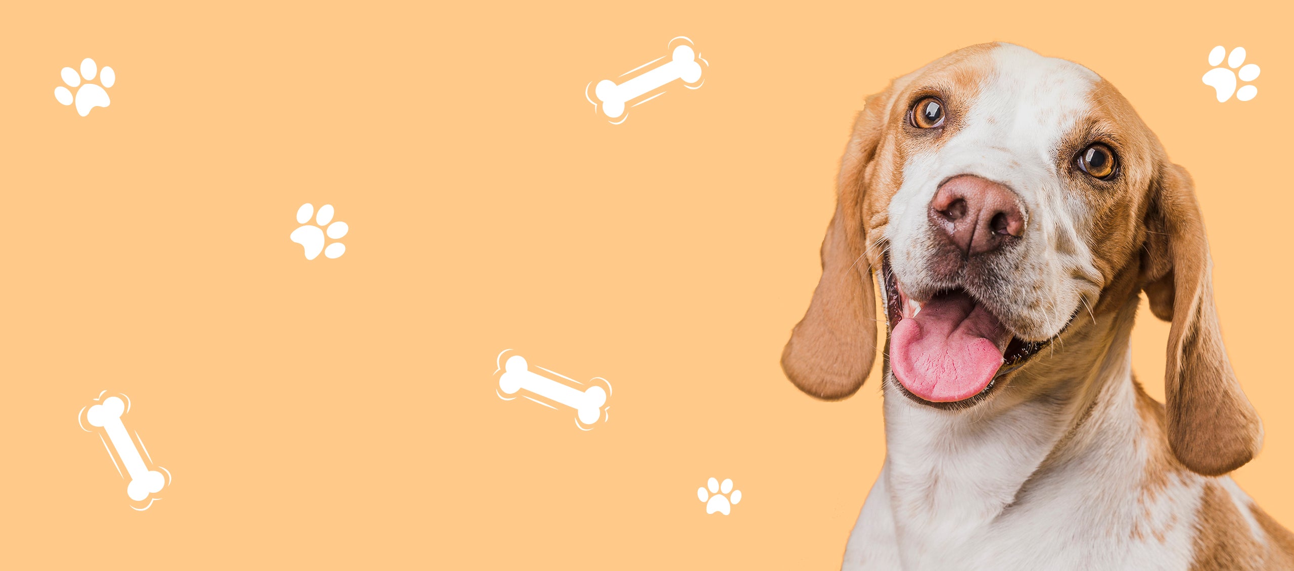 Natura Pet Grooming Salon & Boutique listing photo