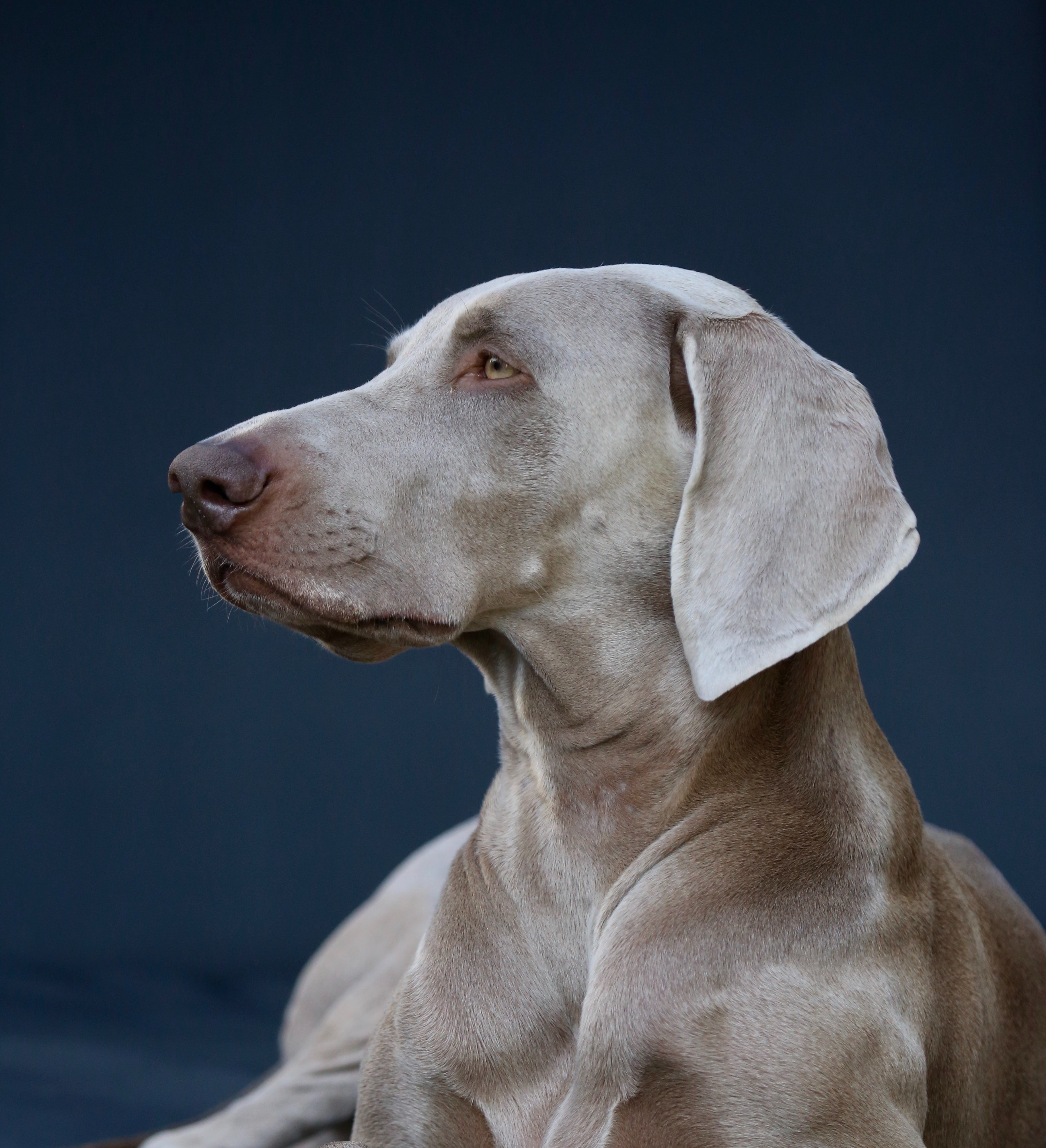 Bath and Brush (Bath, Brush & Style)